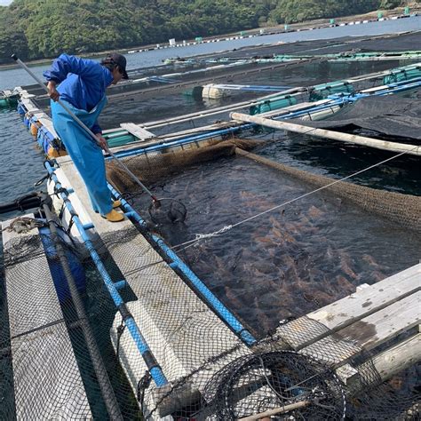 養魚虎|山口養魚場